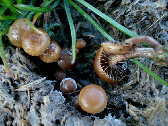 Psilocybe subcoprofila (Britz.) Sacc.